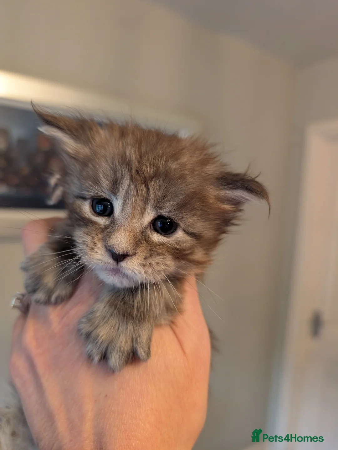 Maine Coon cats for sale: Gorgeous Registered Maine Coon Kittens  - Advert 9