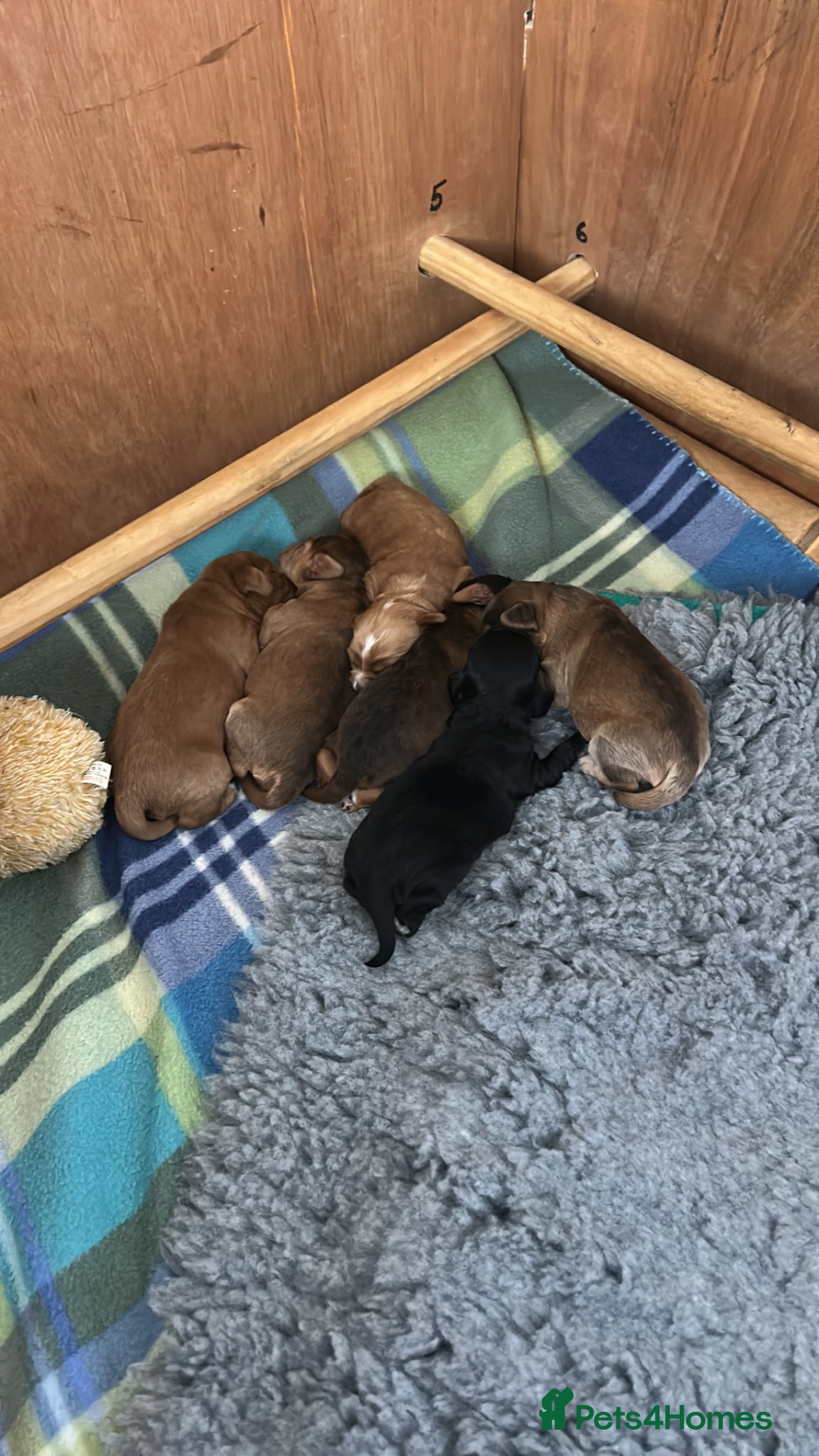 Cockapoo dogs Beautiful F1 Cockapoo Pups - Advert 2
