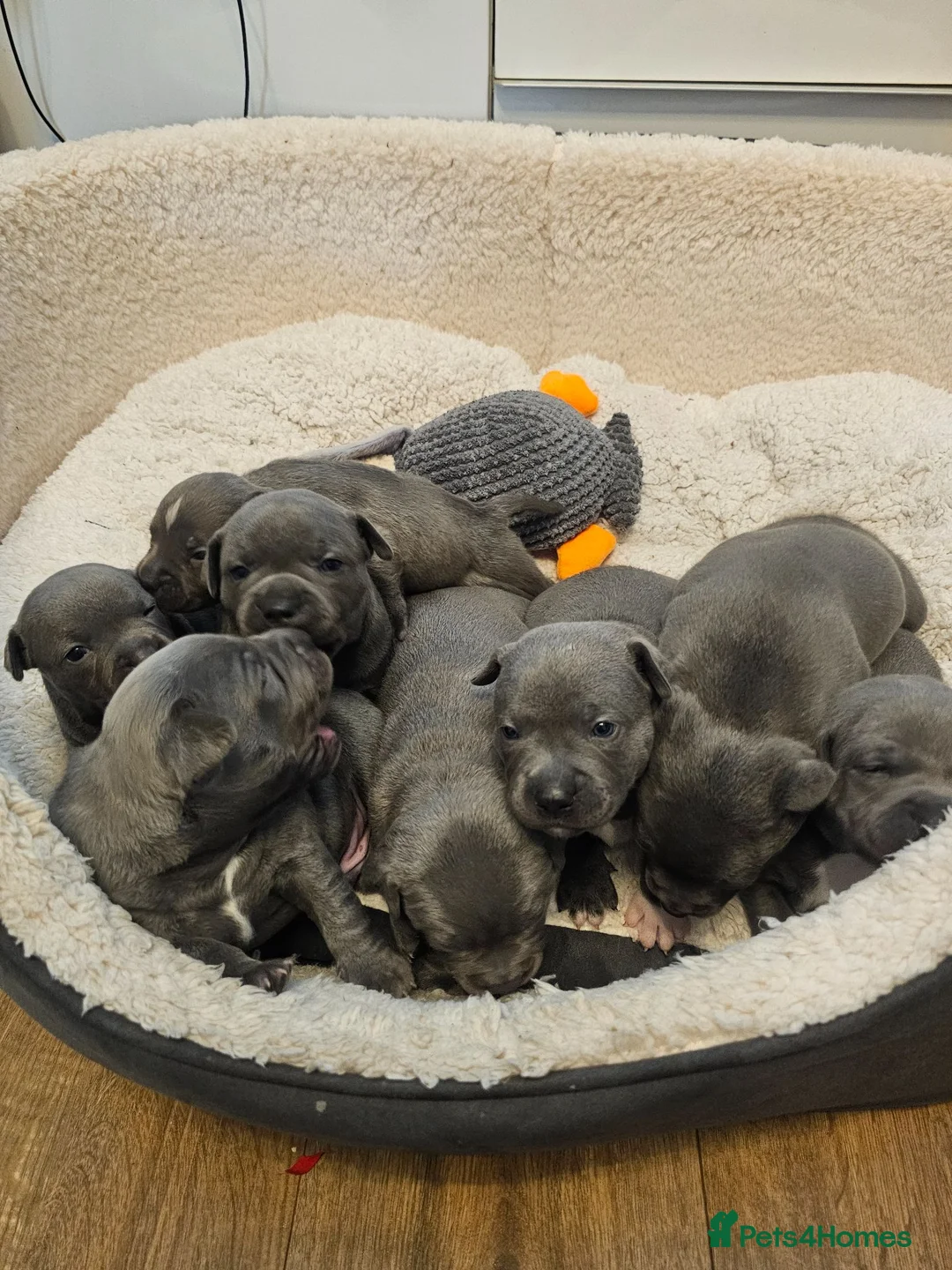 Staffordshire Bull Terrier dogs for sale: Beautiful Blue Staffordshire Bull Terrier Puppies - Advert 2