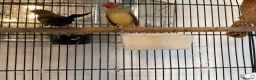 Finches birds for sale: Star Finches For Sale Located Rowlands Gill in Rowlands Gill - Advert 3