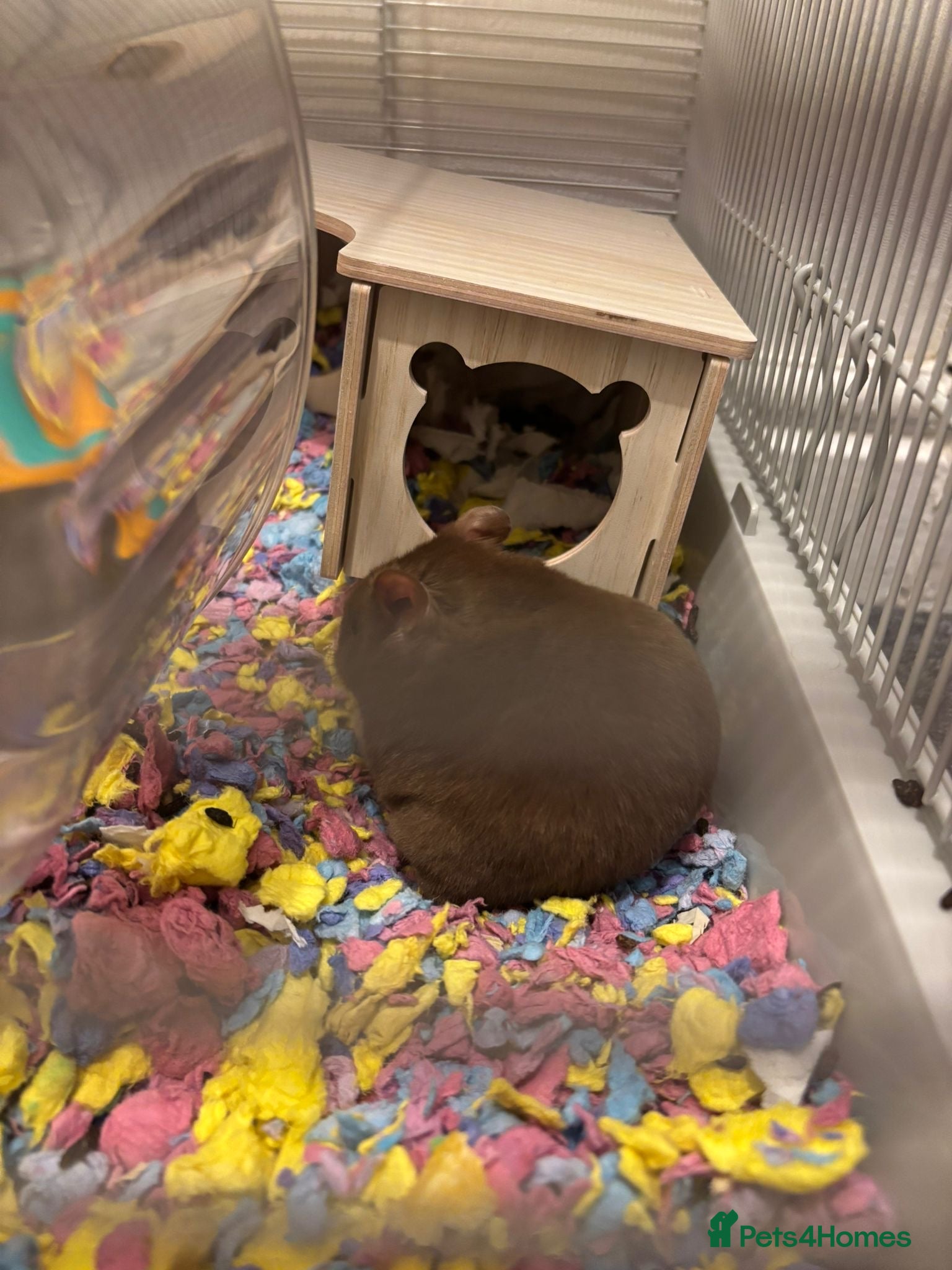 Hamster rodents Hamster with full set up needing a good home - Advert 2