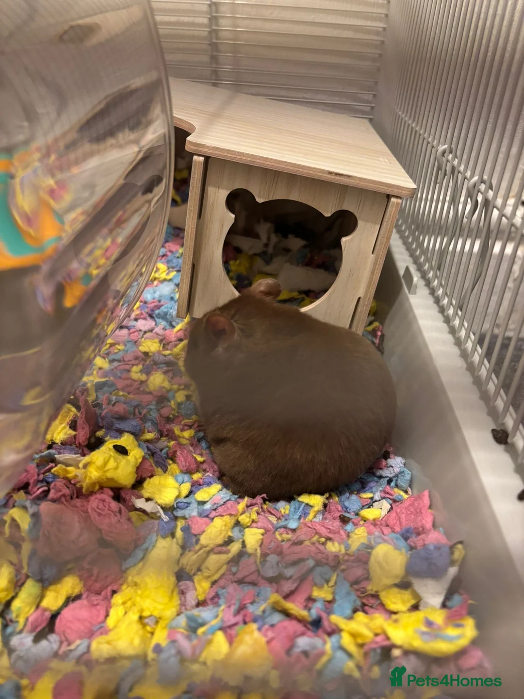 Hamster rodents for sale: Hamster with full set up needing a good home - Advert 1