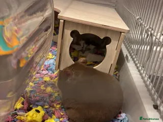 Hamster rodents Hamster with full set up needing a good home - Advert 2