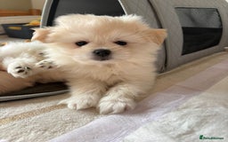 Pomapoo dogs for sale: Pomapoo Puppy - Advert 2