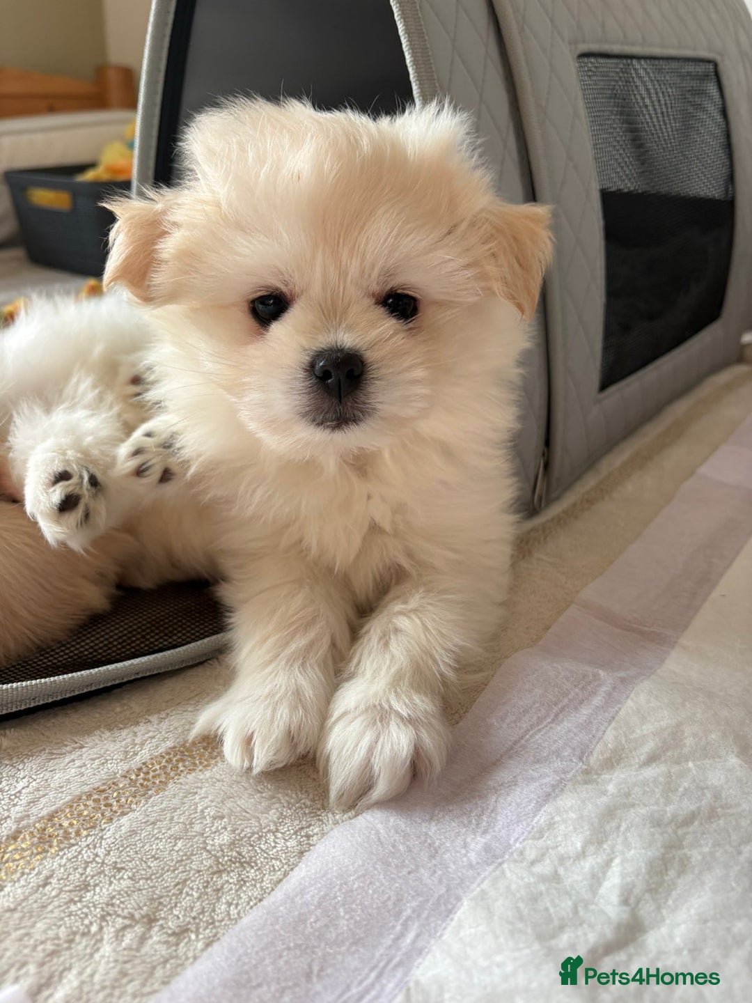 Pomapoo dogs for sale: Pomapoo Puppy - Advert 2