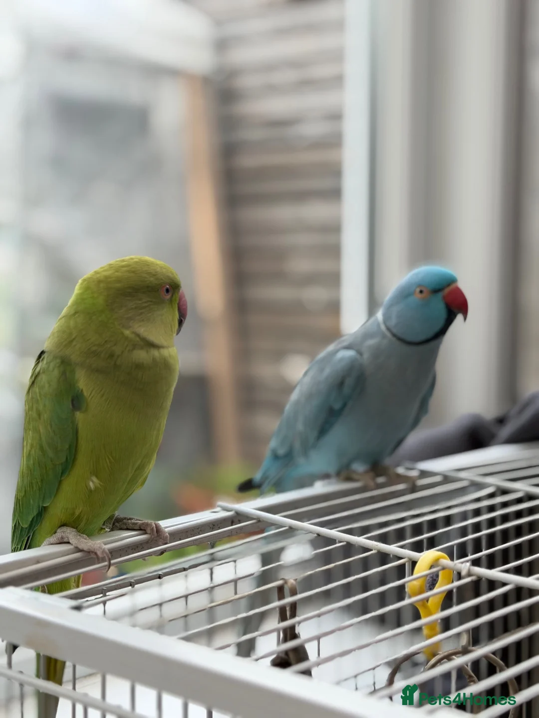 Ringnecks birds for sale: Ringneck Friendly  for sale in Heckmondwike - Advert 2