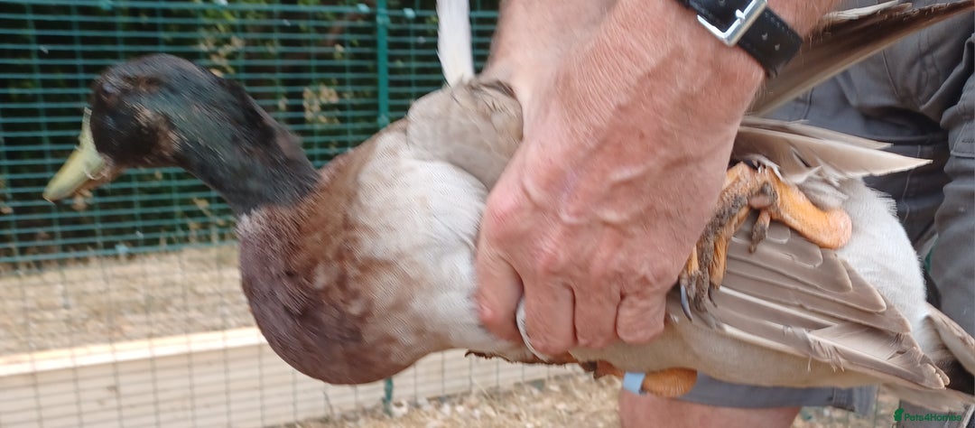 Ducks poultry for sale: Khaki Campbell 2025 drakes, offers considered in Tiverton - Image 11
