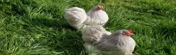 Chickens poultry for sale: Lavender pekin bantams - Advert 4