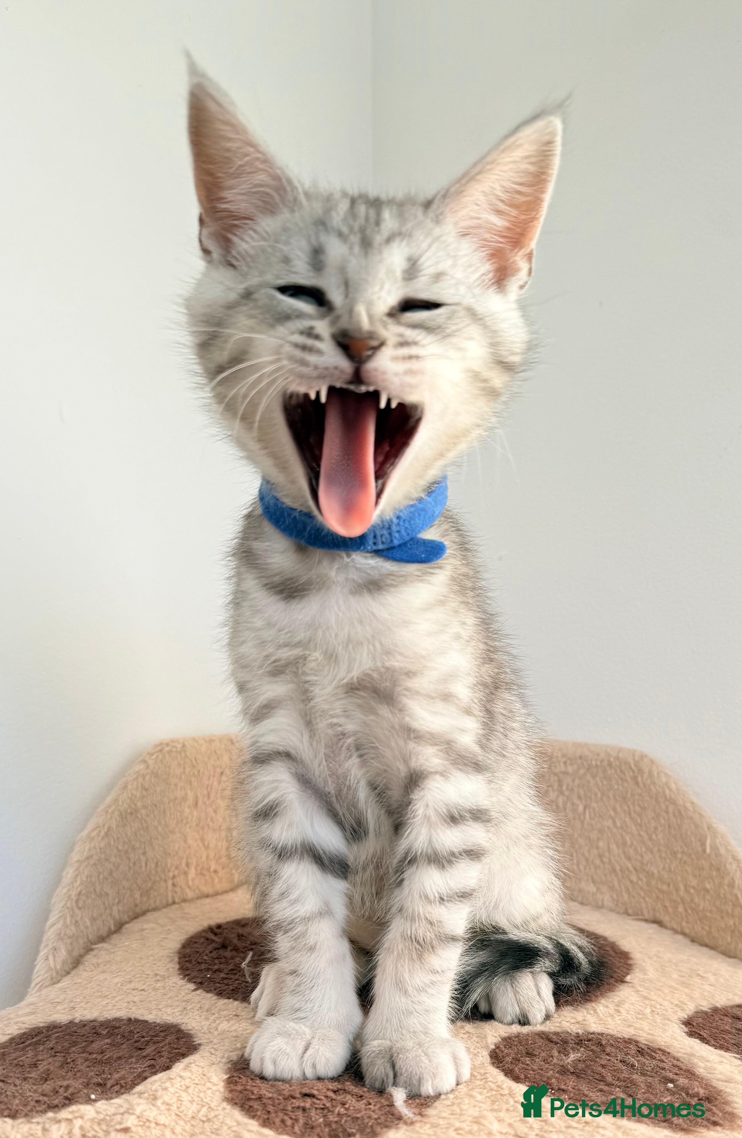 Maine Coon cats Maine Coon × F5 Savannah Kittens HEALTH TESTED - Advert 9