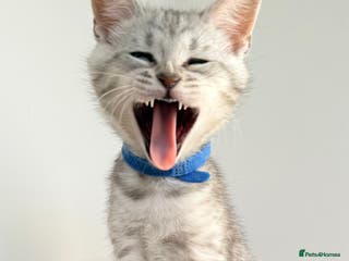 Maine Coon cats Maine Coon × F5 Savannah Kittens HEALTH TESTED - Advert 5