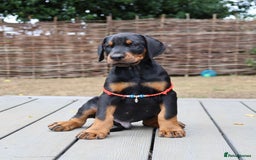 Dobermann dogs for sale: WAITLIST WINTER 2025 CEZARBLUE 5 STAR LICENSED ⭐️  - Image 17