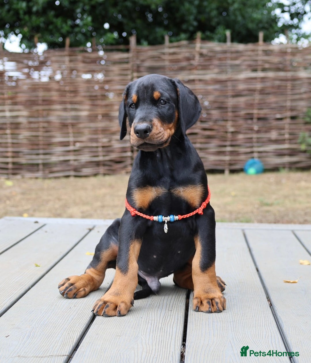 Dobermann dogs for sale: WAITLIST WINTER 2025 CEZARBLUE 5 STAR LICENSED ⭐️  - Image 17