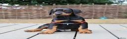 Dobermann dogs for sale: WAITLIST 2026 CEZARBLUE 5 STAR LICENSED ⭐️  - Advert 19