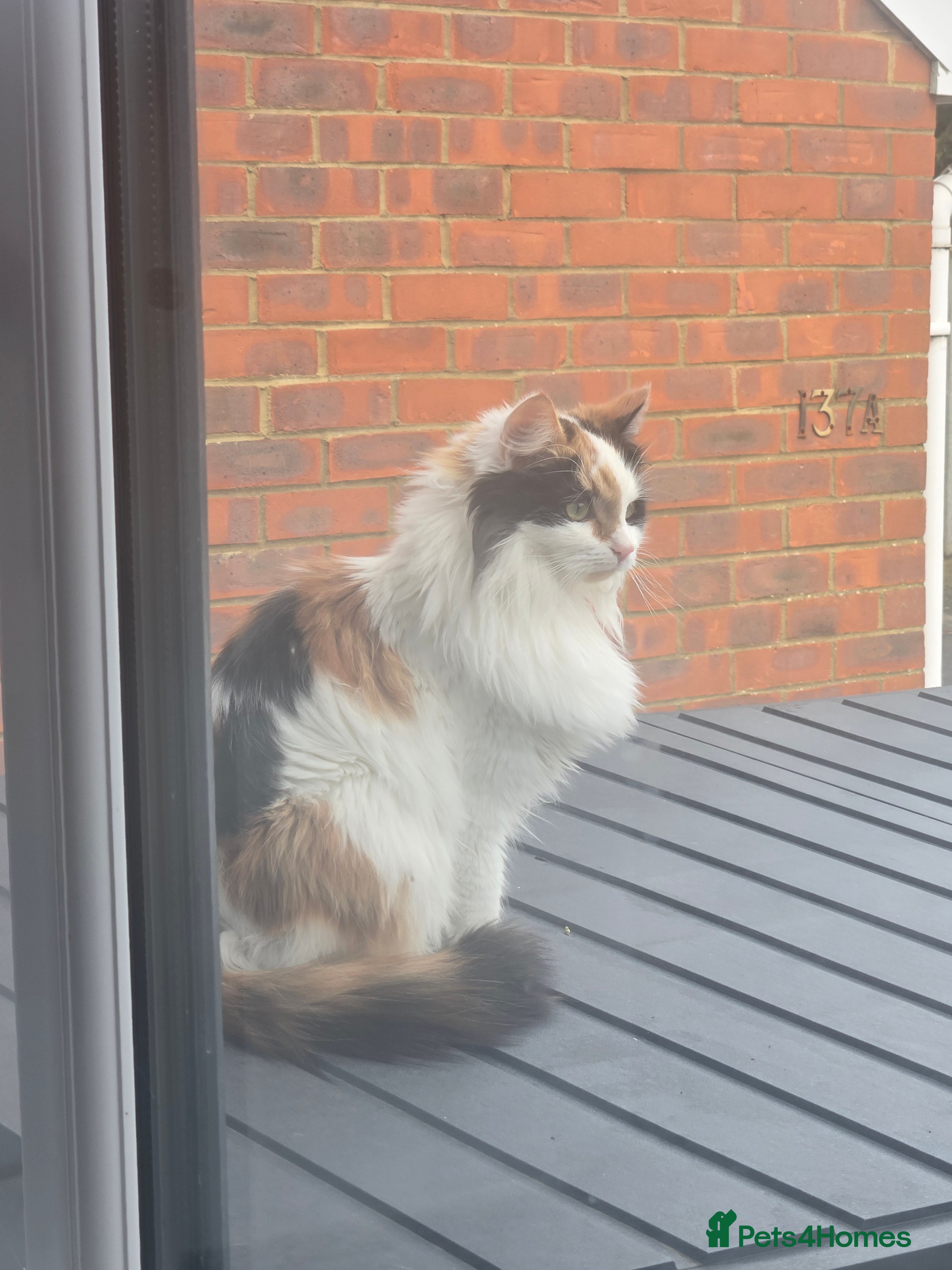 Mixed Breed cats mother and daughter  - Advert 5