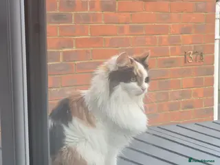 Mixed Breed cats mother and daughter - Advert 5