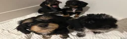 Mixed Breed dogs for sale: Doxiepoo puppies  - Advert 3