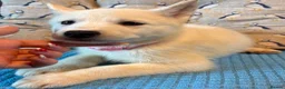 Siberian Husky dogs for sale: White Girl Husky ready to find her forever home - Advert 15