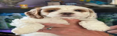 Cavapoo 1