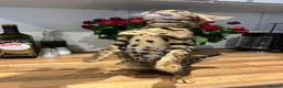 Bengal cats for sale: Stunning Bengal Male Kitten - Very Friendly - Advert 3