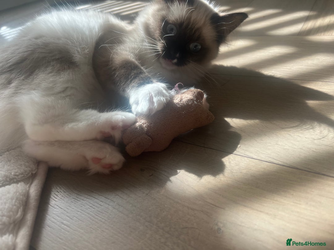 Ragdoll cats for sale: Two beautiful Ragdoll girls available  - Image 5