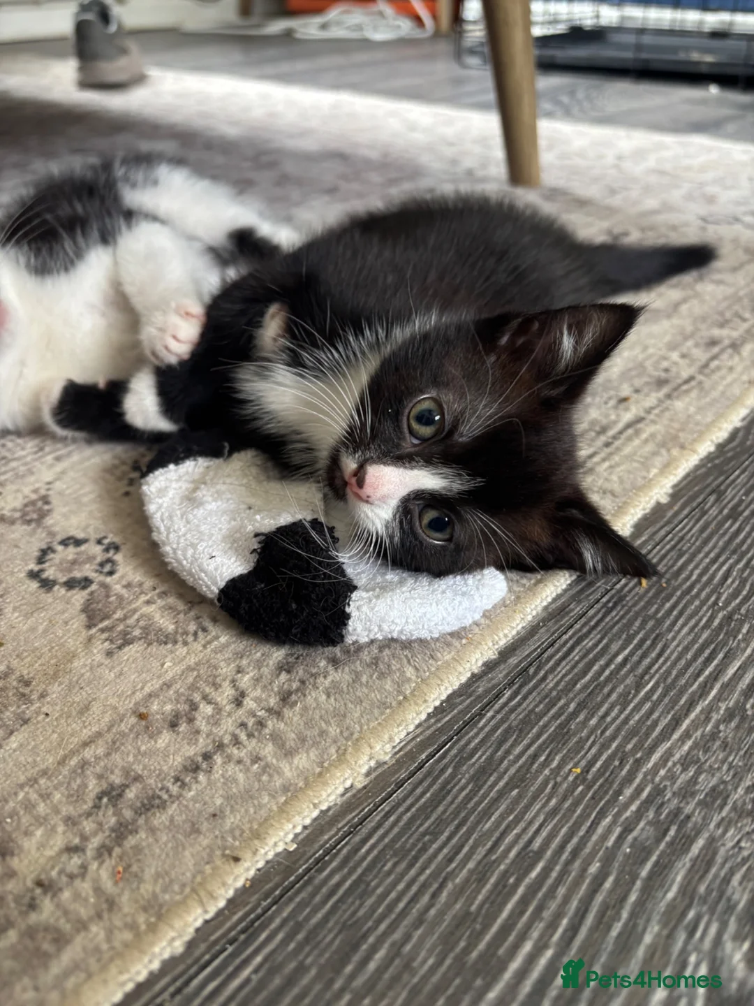 British Shorthair cats for sale: tuxedo kittens  - Advert 2