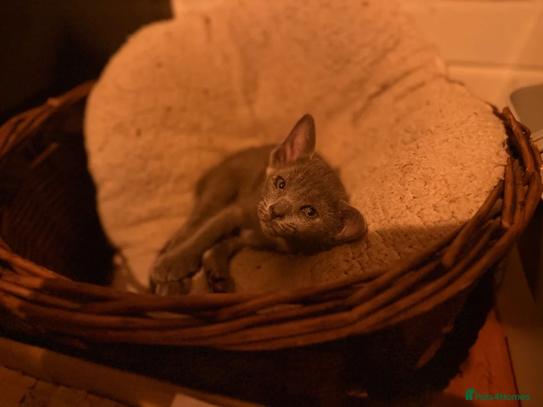 Oriental cats for sale: Oriental kittens available, males and female  - Advert 1