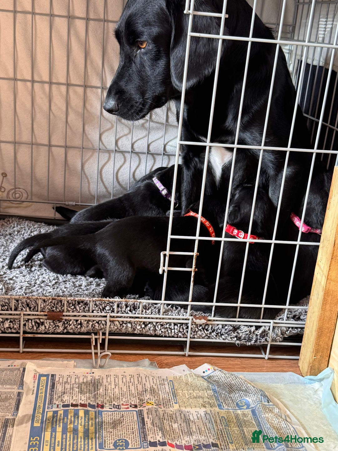 Springador dogs for sale: Springador puppies - Image 16