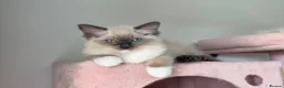 Ragdoll cats for sale: Purebred Ragdolls Ready To Leave  in Bradford - Advert 13