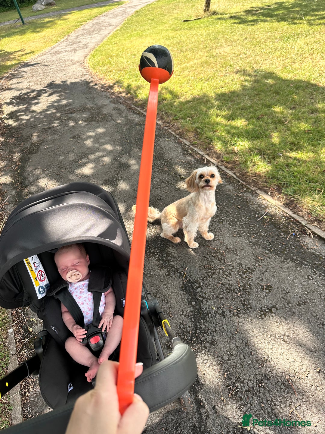 Cockapoo dogs for sale: Milo - Cavapoo - Advert 2