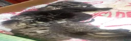 Mixed Breed cats for sale: Kittens lokking for new home in Swindon - Advert 4