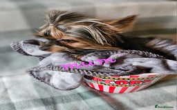 Yorkshire Terrier dogs for sale: miniature toy yorkie pups - Image 5
