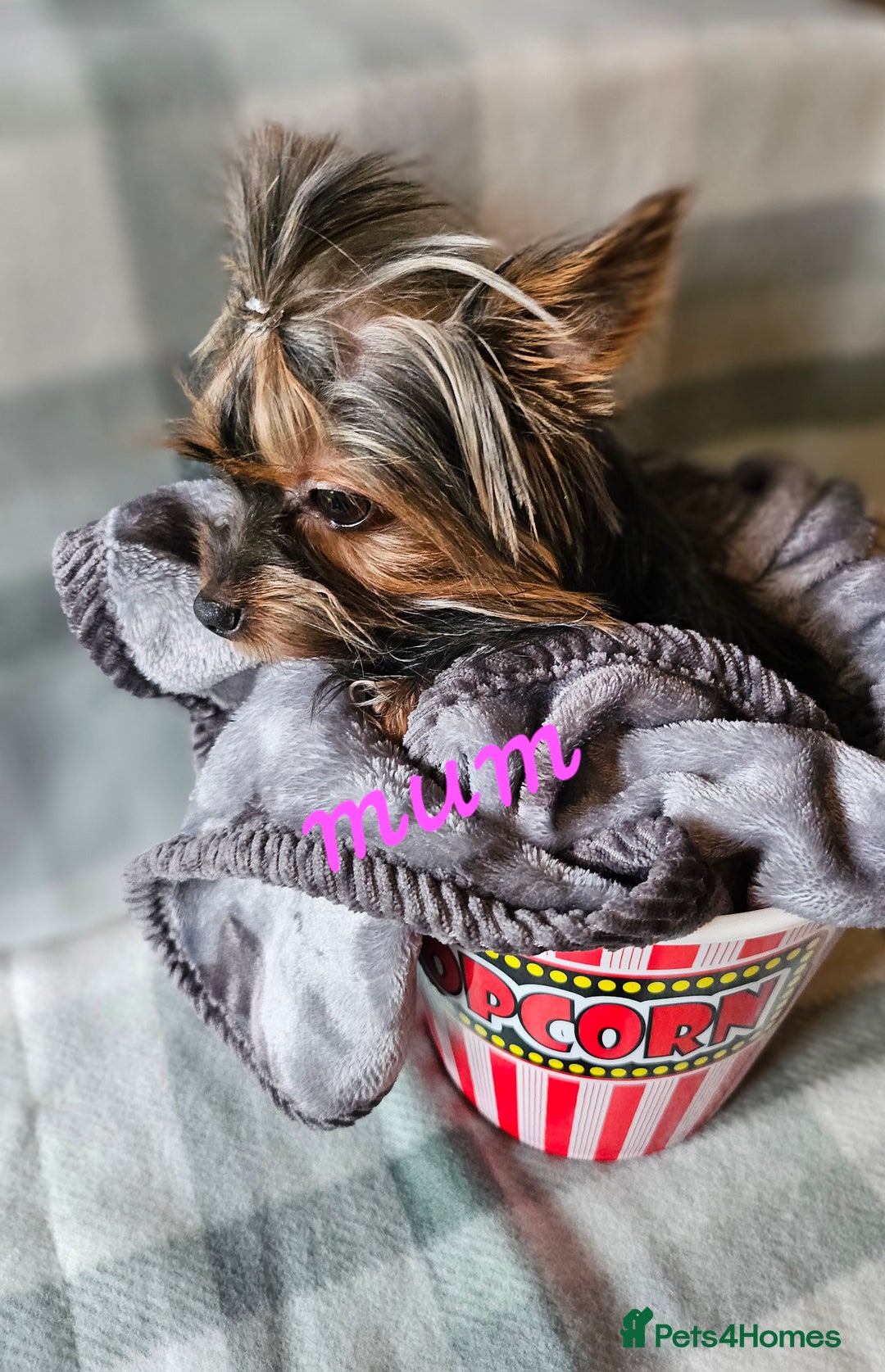 Yorkshire Terrier dogs for sale: miniature toy yorkie pups - Image 5