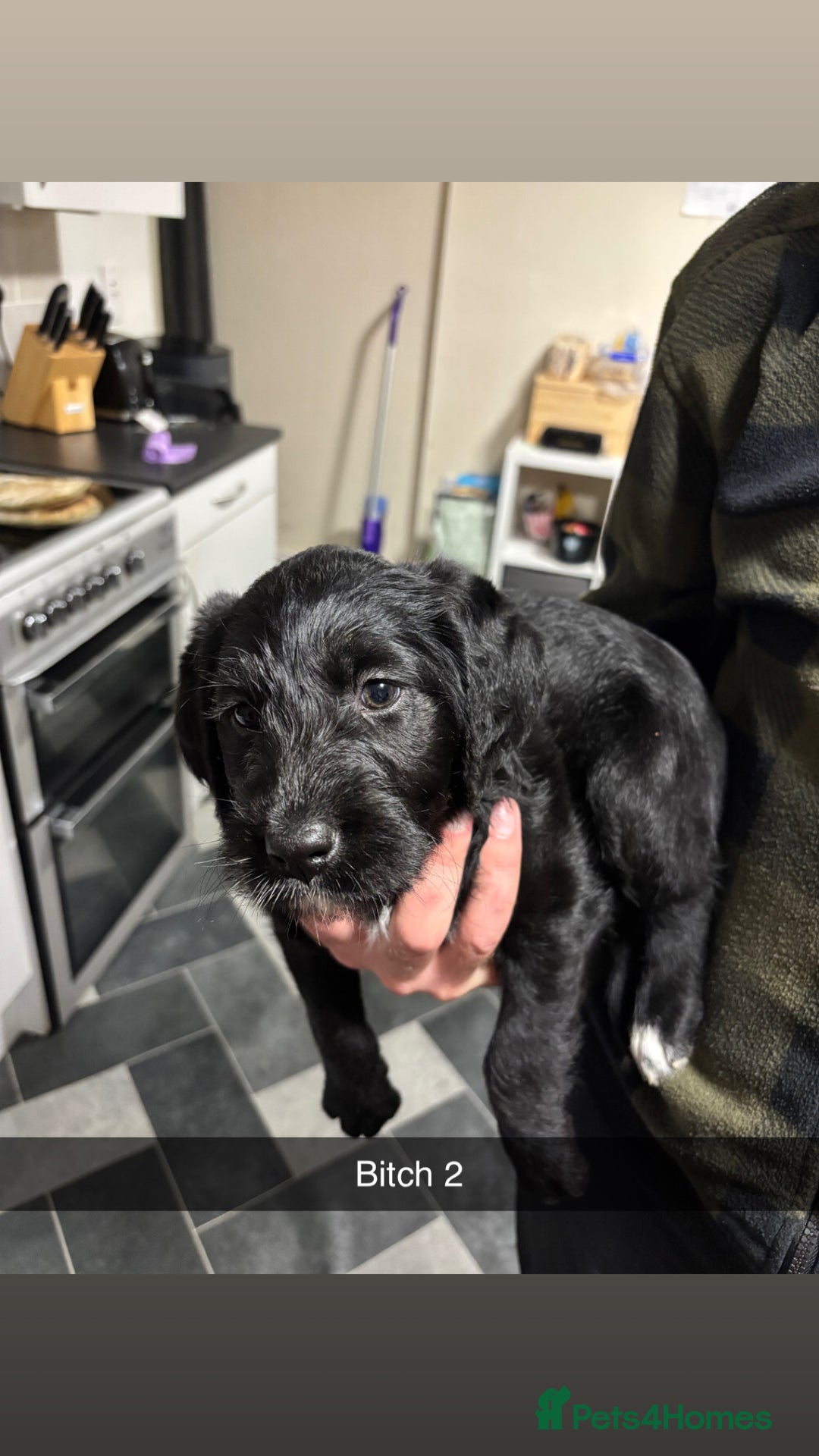 Mixed Breed dogs for sale: Pointer x Labrador puppies - Image 5