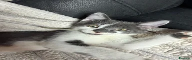 Dipstick