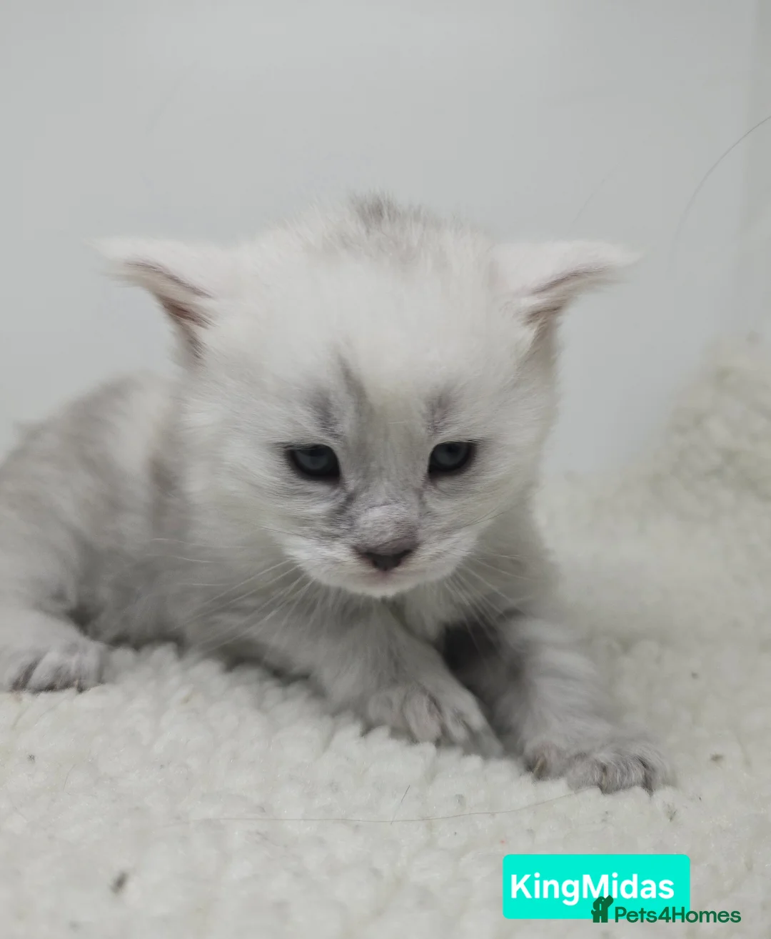 Maine Coon cats for sale: Rare Stunning Blue Shaded Maine Coon Kitten - Advert 7