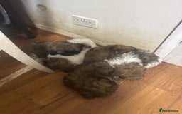 Shih Tzu dogs for sale: Puppy  - Image 1