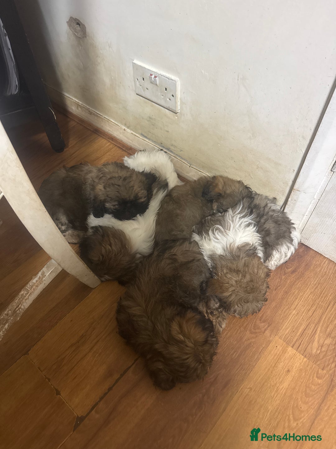 Shih Tzu dogs for sale: Puppy  - Image 1