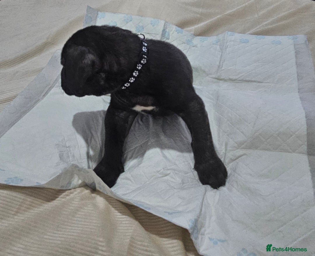 Mixed Breed dogs for sale: Pure Cane corso / pure presa canario puppies. - Image 18