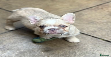 French Bulldog dogs - Advert 2