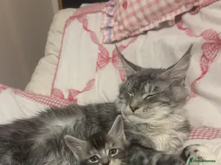 Maine Coon cats Stunning Litter Of Maine Coon Kittens - Advert 2