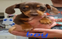 Dachshund dogs for sale: Gorgeous chocolate Dachshunds  - Image 4