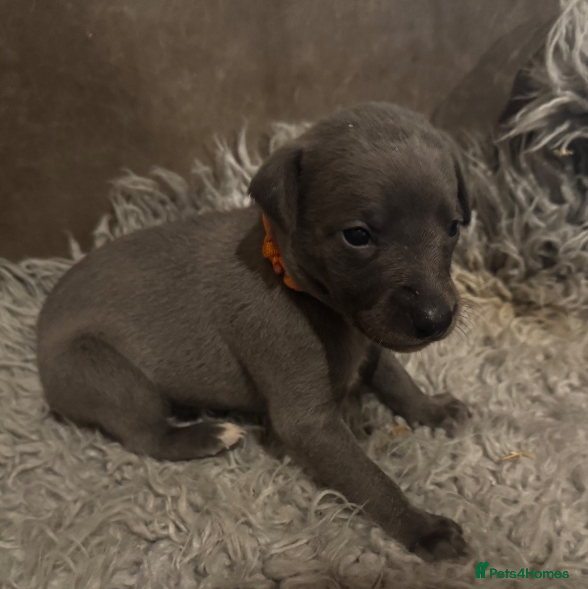 Whippet dogs for sale: 💙 Stunning KC Registered Blue Whippet Puppies  - Advert 10