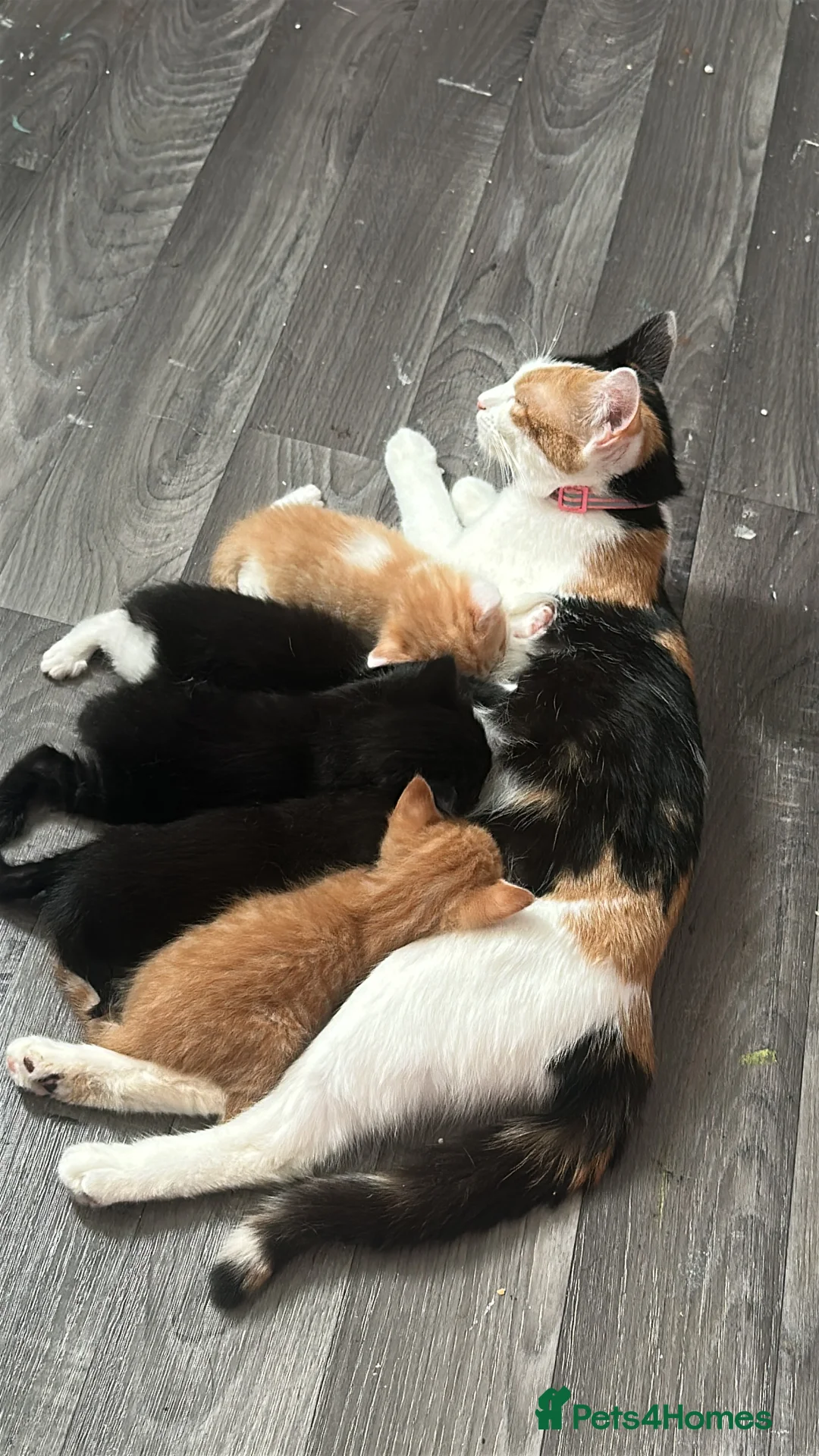 Mixed Breed cats for sale: 3 month old kittens - Advert 2