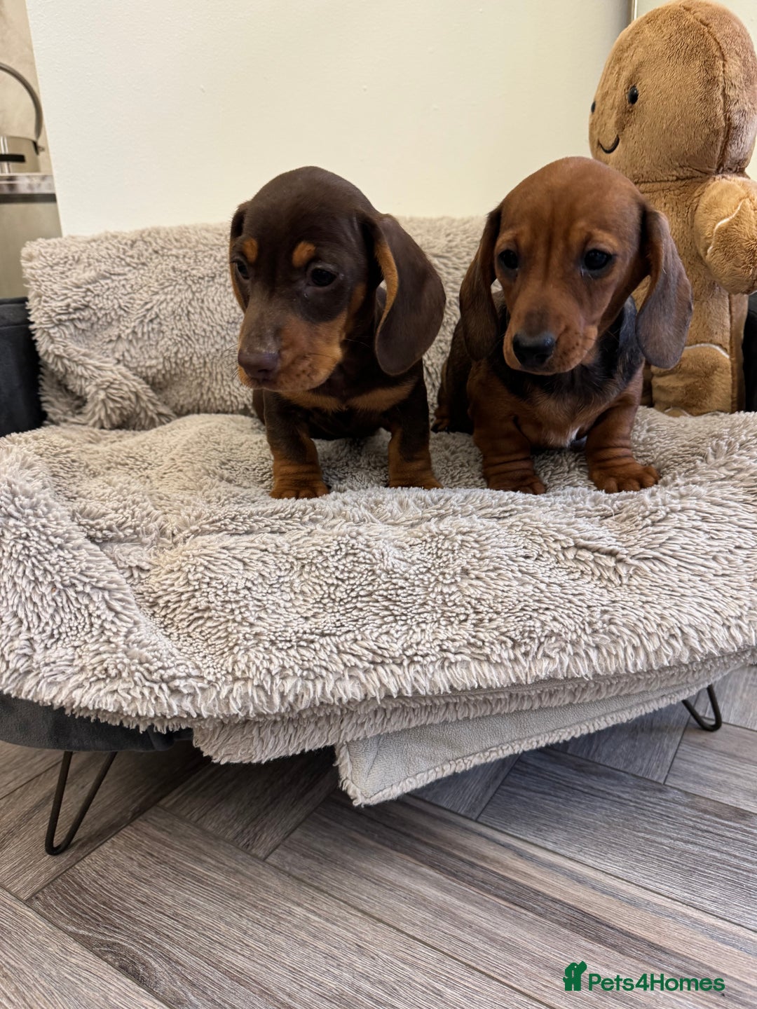 Miniature Dachshund dogs for sale: Miniature dachshund  - Advert 11