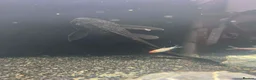 Plecos fish for sale: 2x Large common plecos  in Lincoln - Advert 4