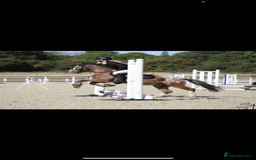 Appaloosa horses for sale: Angelic allrounder  - Image 7