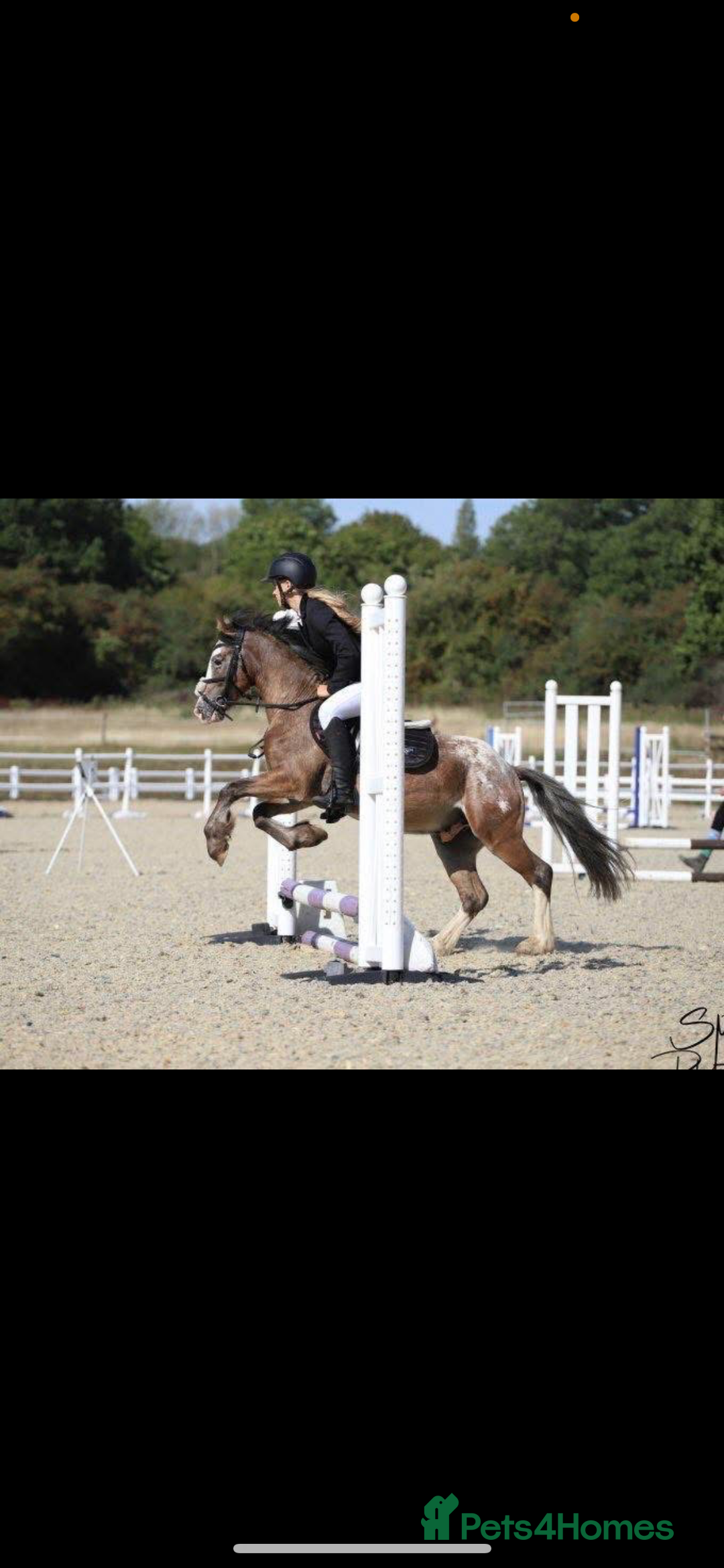 Appaloosa horses for sale: Angelic allrounder  - Image 7