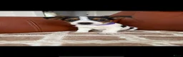 Yorkshire Terrier dogs for sale: Yorkshire terrier puppies - Advert 8
