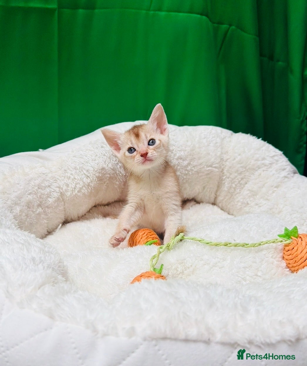 Abyssinian cats 🌟 CHAMPION LINES SILVER BLACK & SILVER CINNAMON  - Advert 2