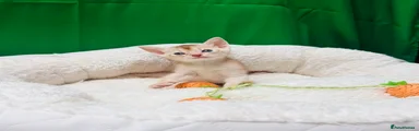 Abyssinian 2